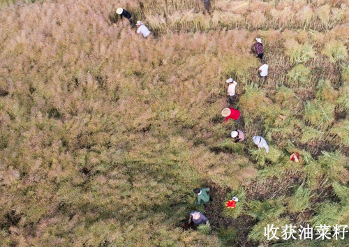 河南新密菜籽榨油機(jī)設(shè)備 菜籽油生產(chǎn)走上富裕路(圖1) 河南新密菜籽榨油機(jī)設(shè)備 菜籽油生產(chǎn)走上富裕路(圖1)